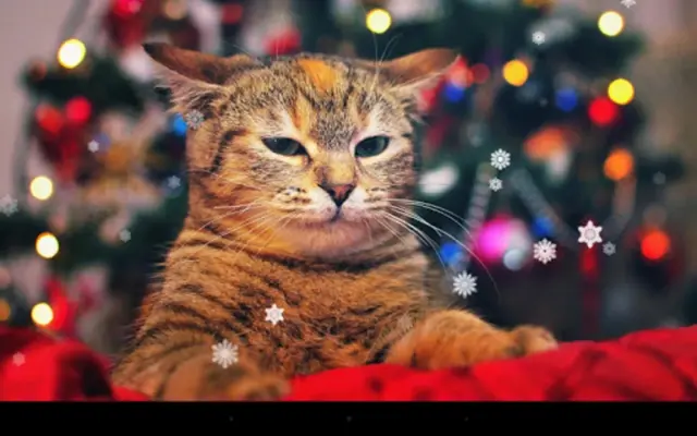 Xmas Cat android App screenshot 1